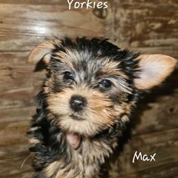 Max - Black and tan male Yorkshire Terrier puppy in West Plains, Missouri from Brinkley Yorkies