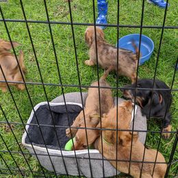 Dachshund Puppies from Grand River Dachshunds