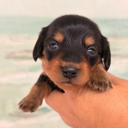 Tex- long hair - Black and tan male Dachshund puppy in Lakeland, Florida from Elite Doxies Florida