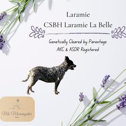 Laramie - Australian Cattle Dog