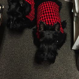 Scottish Terriers from Fairway Scotts