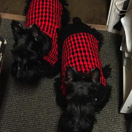 Scottish Terriers from Fairway Scotts