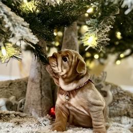 Abby - Lilac tri-color female Bulldog puppy in Hernando, Mississippi from Blues City Bulldogs