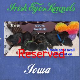 Boy 3 - Black and mahogany male Rottweiler puppy in De Witt, Iowa from Irish Eyes Kennels
