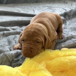 Yellow Girl - Red golden female Vizsla puppy in Foley, Alabama from Paula's South Bama Vizslas