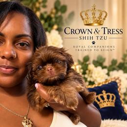 Princess Peanut Butter - Chocolate and tan female Shih Tzu puppy in Xenia, Ohio from Crown & Tress Shih Tzu
