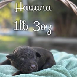 Havana - Chocolate female Dilute Retriever puppy in Puyallup, Washington from 12 Door Farm Labradors