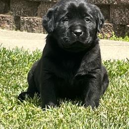 Girl 3 - Black female Labrador Retriever puppy in Jamestown, Ohio from Heartlands Quality Labrador Retrievers