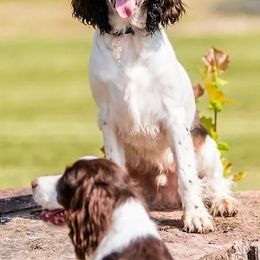 English Springer Spaniel puppies from Third Creek Springers