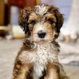 Neil - Sable male Bernedoodle puppy in Louisville, Kentucky from Darlin’s Doodles