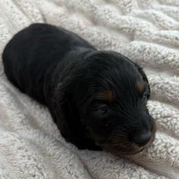Pepper - Black and tan female Dachshund puppy in De Soto County, Florida from Countridox Dachshunds
