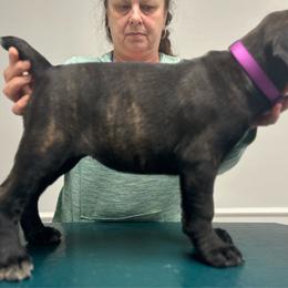 Raza, Purple Collar Girl 4 - Black brindle Cane Corso puppy in Jeffersonville, Kentucky from K9 Guardian Cane Corso