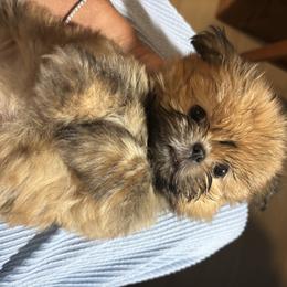 Shih Tzu Puppies from Staci Fidler