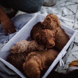 Aussiedoodle and Bernedoodle Puppies from High Desert Doodles