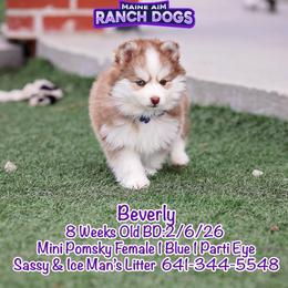 Beverly - Red and white female Pomsky puppy in Humeston, Iowa from M.A.R. Dogs