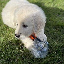 Boy 5 - Golden Retriever puppy in Brewster, Washington from AB & Co. Goldens