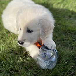 Boy 5 - Golden Retriever puppy in Brewster, Washington from AB & Co. Goldens