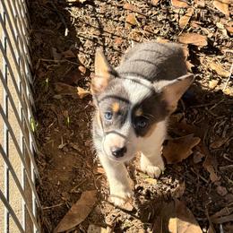Supergirl - Blue female Pembroke Welsh Corgi puppy in Millsap, Texas from Punchy Pembroke Ranch