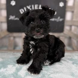 Cookie - Black female Miniature Schnauzer puppy in Hockley, Texas from Dixieland Miniature Schnauzers