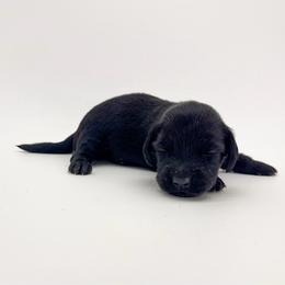 Poppy (solid black) - Black female Dachshund puppy in Waddell, Arizona from Neu Doxies