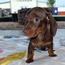 Twix - Chocolate and tan female Dachshund puppy in Wichita Falls, Texas from D&A Doxie Belles