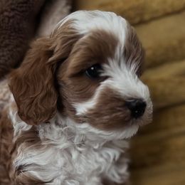 Goldendoodles from Family Doodles