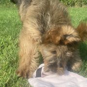 Girl 5 - Tawny Briard puppy in Spring Green, Wisconsin from Redame Briards
