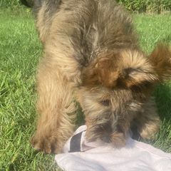 Girl 5 - Tawny Briard puppy in Spring Green, Wisconsin from Redame Briards