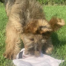 Girl 5 - Tawny Briard puppy in Spring Green, Wisconsin from Redame Briards