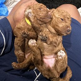 Poodle Puppies from CashEuro Poodles
