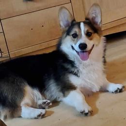 Booker - Pembroke Welsh Corgi
