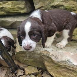 English Springer Spaniel Puppies from Painters Lane Livestock