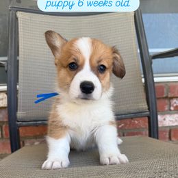 Blue collar - Sable male Pembroke Welsh Corgi puppy in Norco, California from JOY Farms