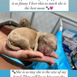 Bernedoodle and Goldendoodle Puppies from Lyon and Luna Goldendoodles Bernedoodles