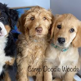Bernedoodle and Goldendoodle Puppies from Camp Doodle Woods