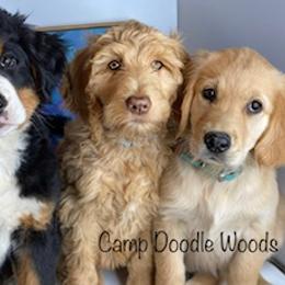 Bernedoodle and Goldendoodle Puppies from Camp Doodle Woods