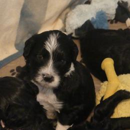 Portuguese Water Dog Puppies from Red River Kennels