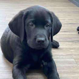 Labrador Retriever Puppies from Branley's Riverside Labradors