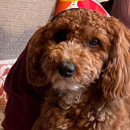 Cavapoo Puppies from Campbell's Cavapoos