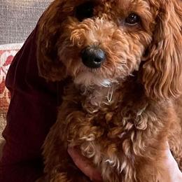 Cavapoo Puppies from Campbell's Cavapoos