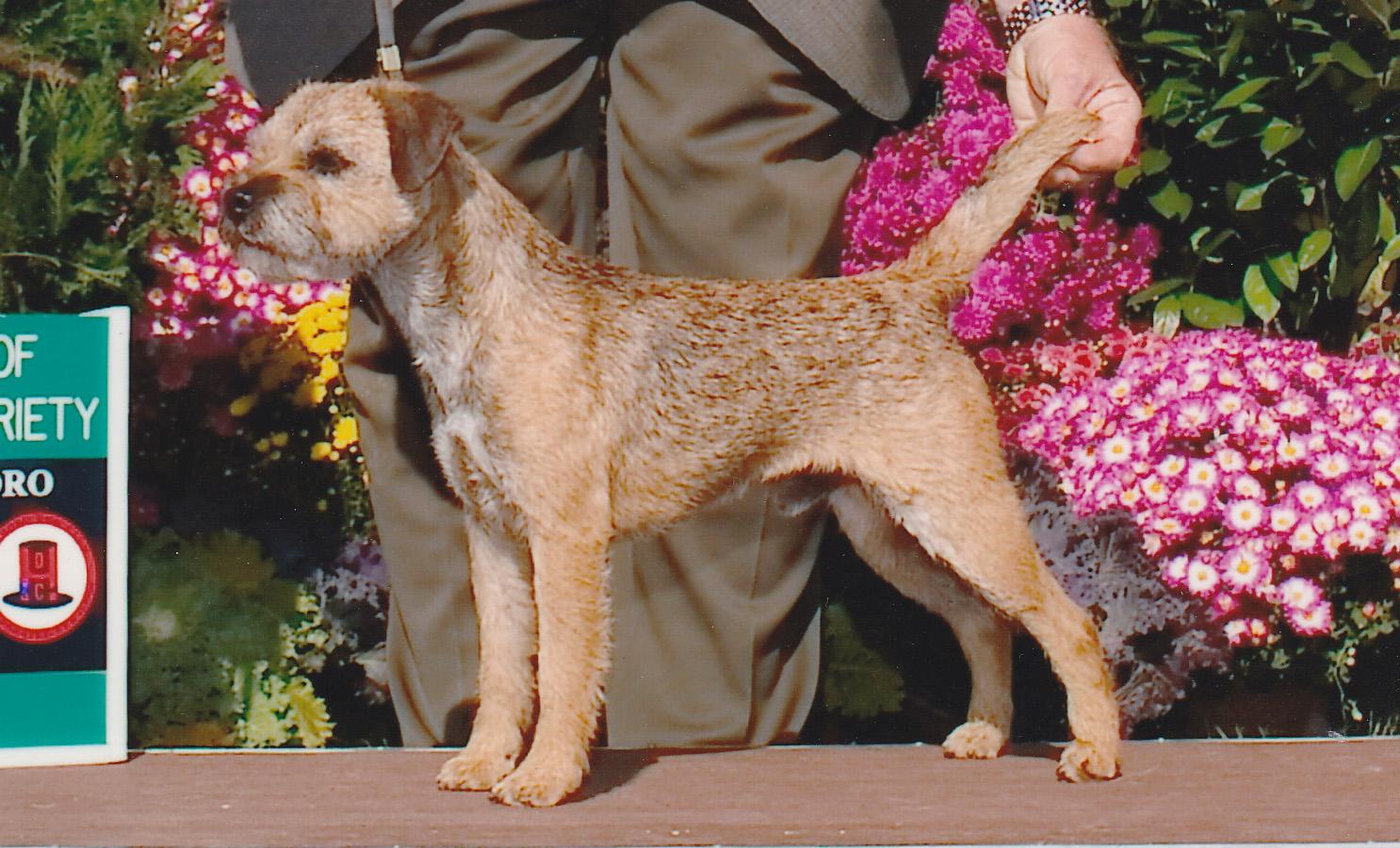 Azeeda Border Terrier Stifteetui – Weich, Bedruckt, 21x12 Cm (PC00037515)