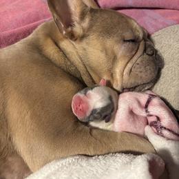 French Bulldog Puppies from Top Billin' Frenchies, LLC
