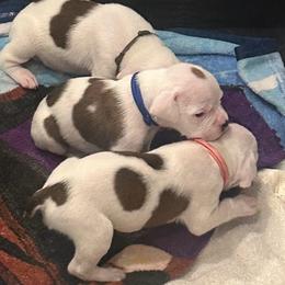 Boy 1 - royal blue - heart on side - White male Boxer puppy in Nashville, Tennessee from Best Friends