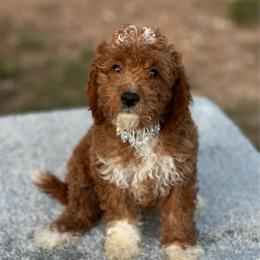 Rosie - Red  female Goldendoodle puppy in Cuero, Texas from Firestorm Kennel