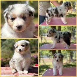 Blue Merle female yellow collar - Blue merle female Australian Shepherd puppy in Castle Rock, Washington from Zoolo Kennels “HOF”