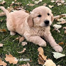 Golden Retriever Puppies from North Star Goldens