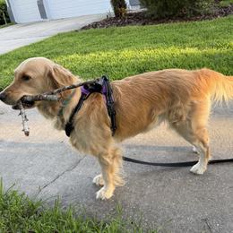 Nova - Golden Retriever