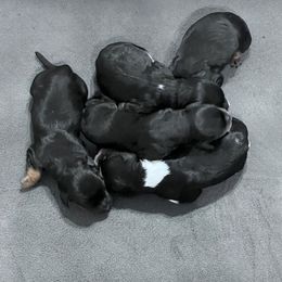 Male 3 - Black and tan male Cavapoo puppy in Beckley, West Virginia from By Design Doodles