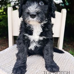 Loki - Black and white male Portuguese Water Dog puppy in Asheville, North Carolina from Top Notch Portuguese Water Dogs