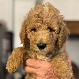 Blue collar boy - Apricot male Goldendoodle puppy in Vian, Oklahoma from Dog Days Doodles